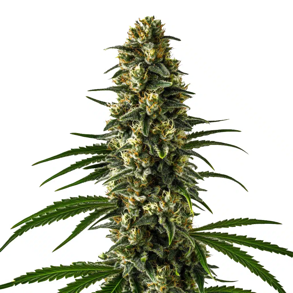 Girl Scout Cookies cannabis plant with frosty, compact green buds and bright orange pistils.