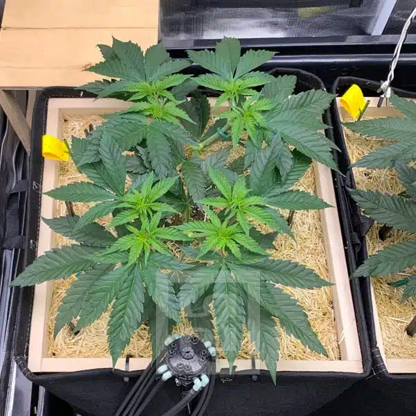 Gorilla Glue #4 Cannabis Seeds Close-Up