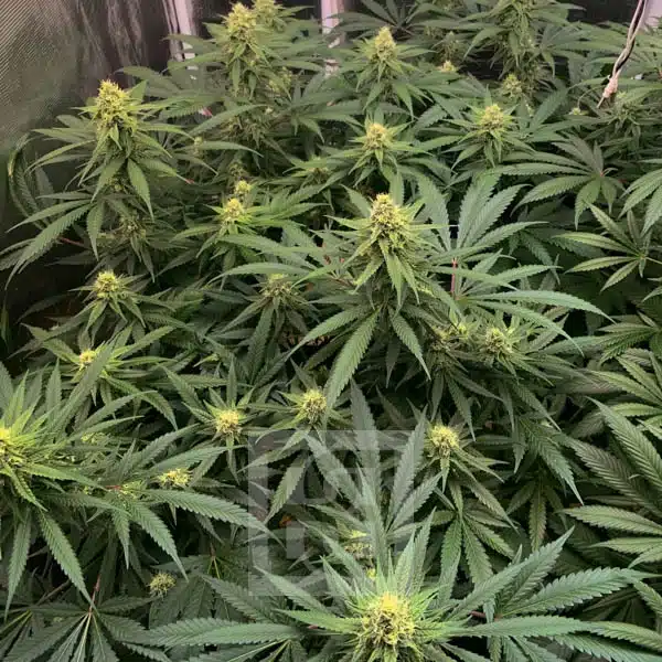 Gorilla Glue #4 Seed Packet