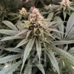 Gorilla Glue #4 Seeds with Germination Kit