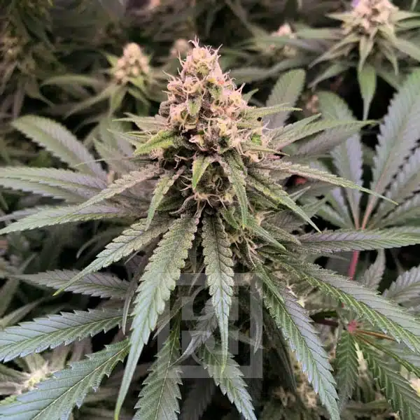 Gorilla Glue #4 Seeds with Germination Kit