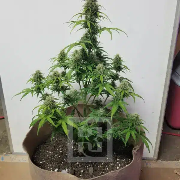 Urban Farmer AK Auto Seed - City Gardening Choice