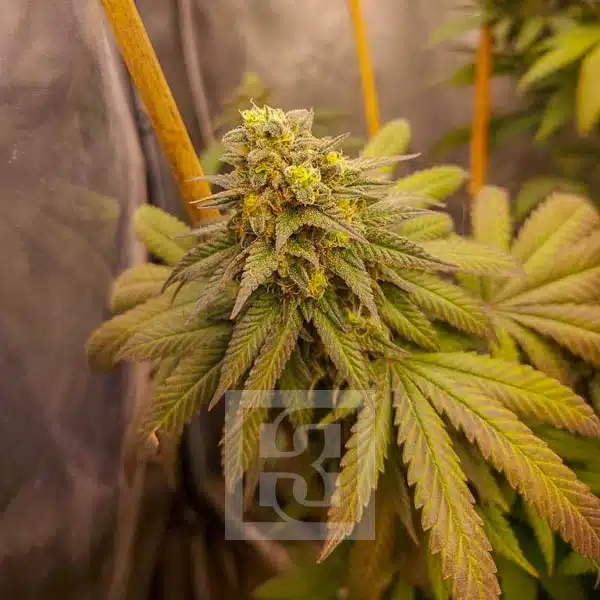 Grizzly Purple Kush cannabis close-up