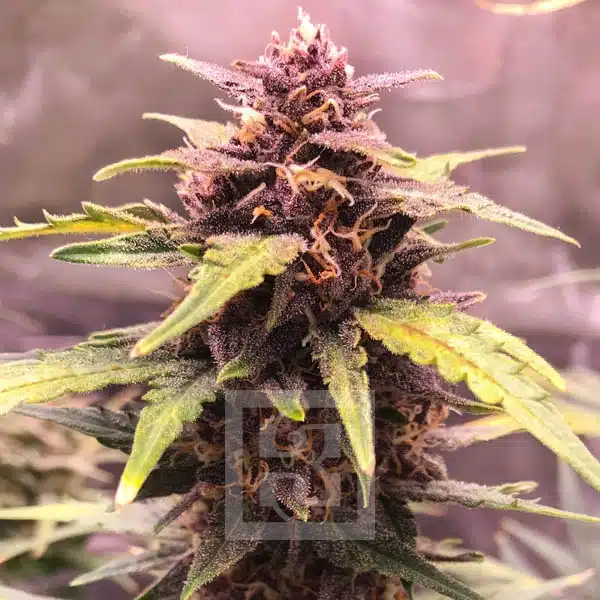 Grizzly Purple Automatic Bud Detail