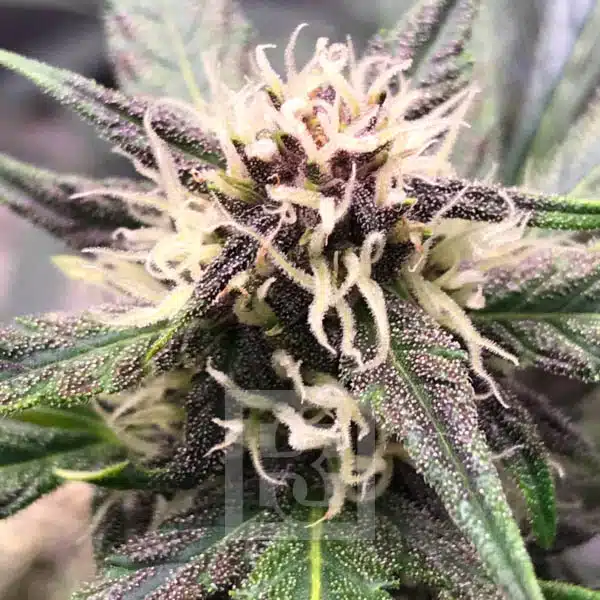 Vibrant Grizzly Purple Auto Plant