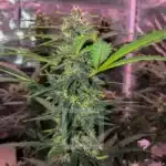 Grizzly Purple Kush Auto Seed Pack