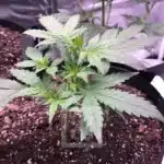 Cultivated Grizzly Purple Auto Strain