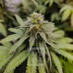 Vibrant Purple Grizzly Kush leaves