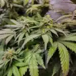 Grizzly Kush Purple flower in bloom