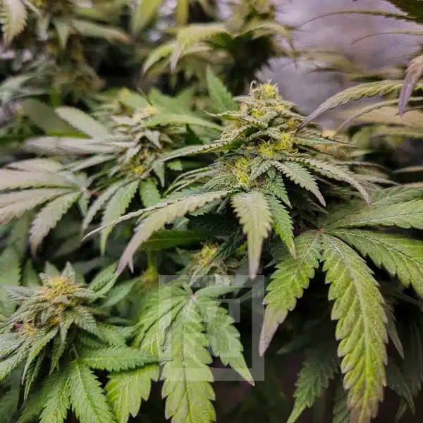 Grizzly Kush Purple flower in bloom