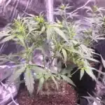 Purple Grizzly Auto Flowering Stage