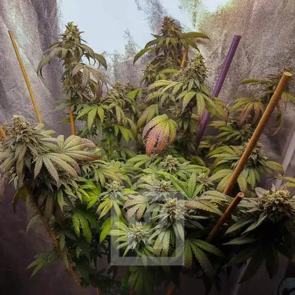 Aromatic Purple Kush Grizzly strain