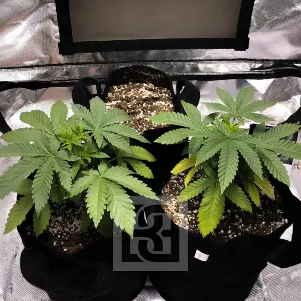 Grizzly's Purple Kush seed pack