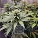 Close view of Kush Purple Grizzly buds