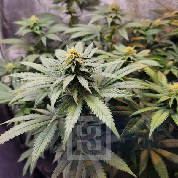 Close view of Kush Purple Grizzly buds