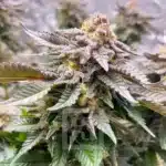 Exclusive Girl Scout Cookies Seed Strain