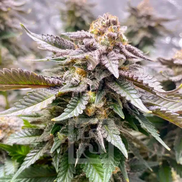 Exclusive Girl Scout Cookies Seed Strain