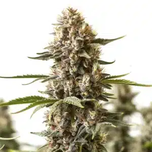 Kabrales cannabis bud with compact resinous flowers and orange hairs.