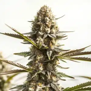 Kabrales Auto cannabis bud with dense resinous indica flowers.
