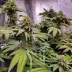 Grizzly Purple Haze Kush texture