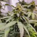 Hybrid Purple Grizzly Kush plant