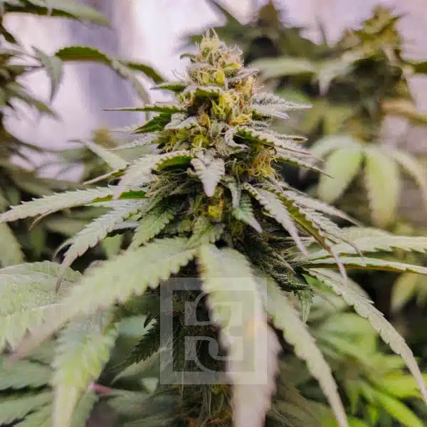 Hybrid Purple Grizzly Kush plant