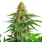 Kyle’s Cherry AK 47 cannabis strain with vibrant green buds and orange pistils, exuding a cherry scent.