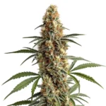 Mamba Negra cannabis strain with dense trichome-covered buds