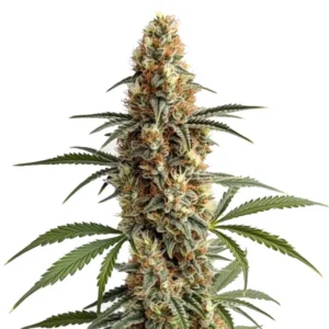 Mamba Negra cannabis strain with dense trichome-covered buds