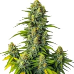 Mamba Negra Auto indica strain with trichome-covered buds and high yield
