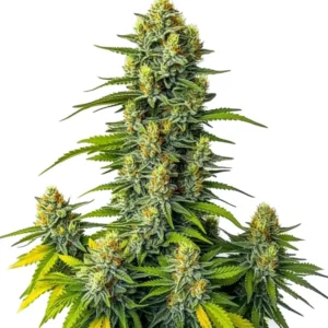 Mamba Negra Auto indica strain with trichome-covered buds and high yield
