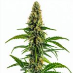 Mamba Negra CBD strain with purple hues, dense buds, and high CBD therapeutic properties.