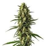 Mamba Negra CBD Auto cannabis plant with sparkling resin.
