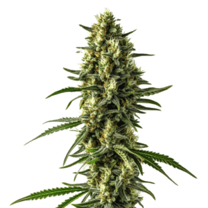 Mamba Negra CBD Auto cannabis plant with sparkling resin.