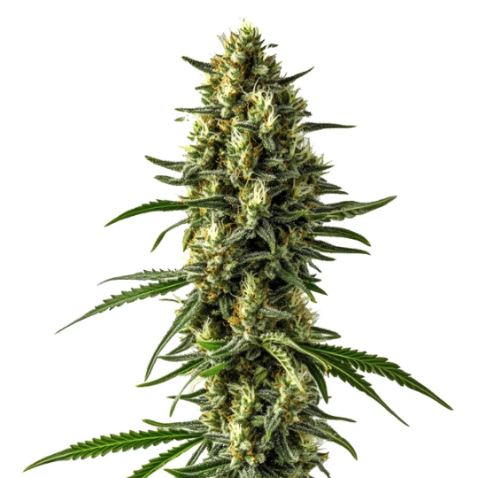 Mamba Negra CBD Auto cannabis plant with sparkling resin.