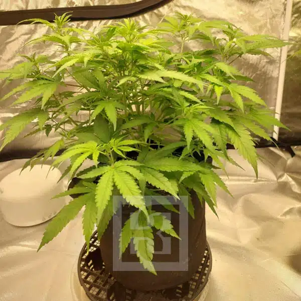 High CBD Mamba Negra seeds, excellent for stress reduction and calm