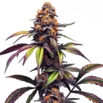 Mamba Negra CBG high CBG strain with wellness properties