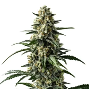 Bright green Mango strain with tropical aroma and hybrid characteristics.