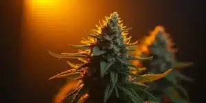 Single cannabis plant with frosty trichomes grown from fast feminized seeds