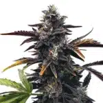 Narkosis indica plant with dense, resin-covered buds and green leaves.