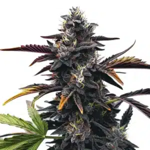 Narkosis indica plant with dense, resin-covered buds and green leaves.