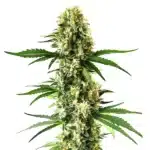 Nikki & Swami’s Lemon OG cannabis plant with citrus-scented dense buds.