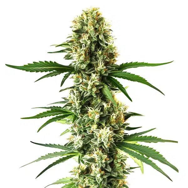 Nikki & Swami’s Lemon OG cannabis plant with citrus-scented dense buds.