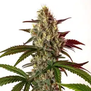 Nikki & Swami’s Maracuya cannabis plant with fruity, resin-rich buds.