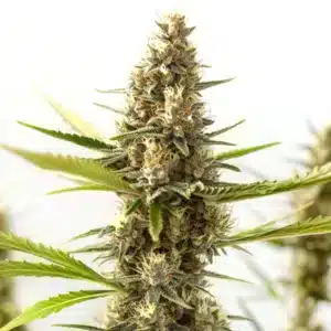 Nikki & Swami’s Taängie cannabis plant with orange pistils and frosty buds.