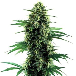 Northern Lights Auto cannabis plant with indica-dominant genetics and relaxing effects by Blimburn Seeds
