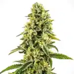 OG Kush CBD plant with dark sugar leaves, dense orange pistils, and kushy resin profile