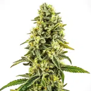 OG Kush CBD plant with dark sugar leaves, dense orange pistils, and kushy resin profile