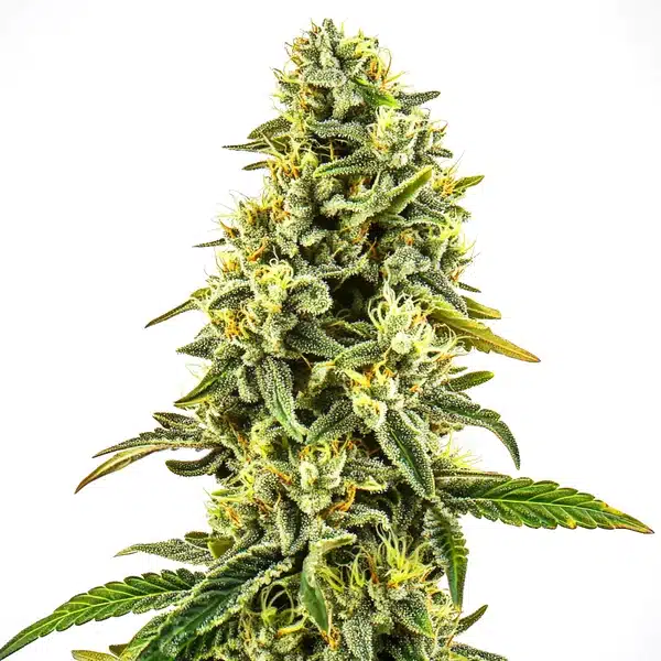 OG Kush CBD plant with dark sugar leaves, dense orange pistils, and kushy resin profile