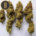 OGKUSHBUDS